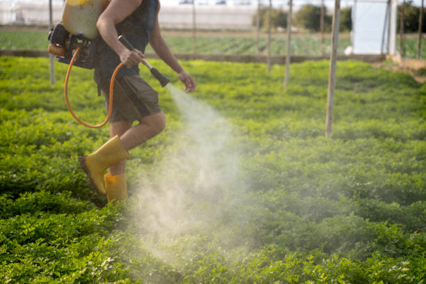 Best Pest Removal Services  in Corinth, TX