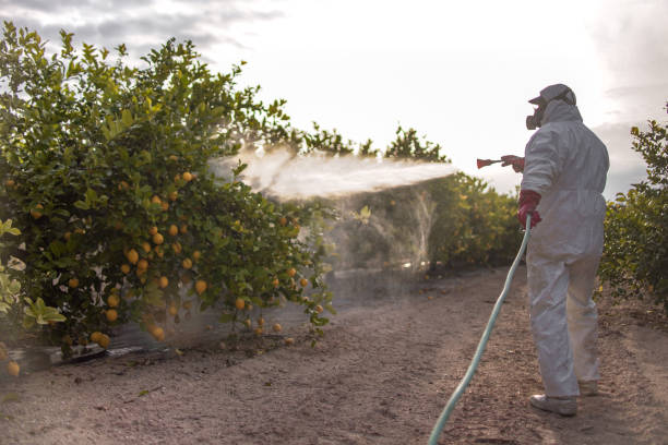 Best Pest Control Near Me  in Corinth, TX