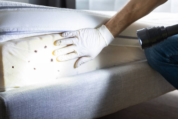 Best Affordable Pest Control Services  in Corinth, TX
